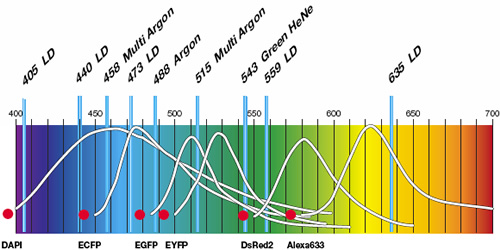 Spectra of commonly used fluorophores.